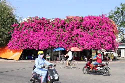 Độc đáo giàn hoa giấy khủng ngay cảng Phan Thiết - Điểm checkin mới của nhiều bạn trẻ gen Z