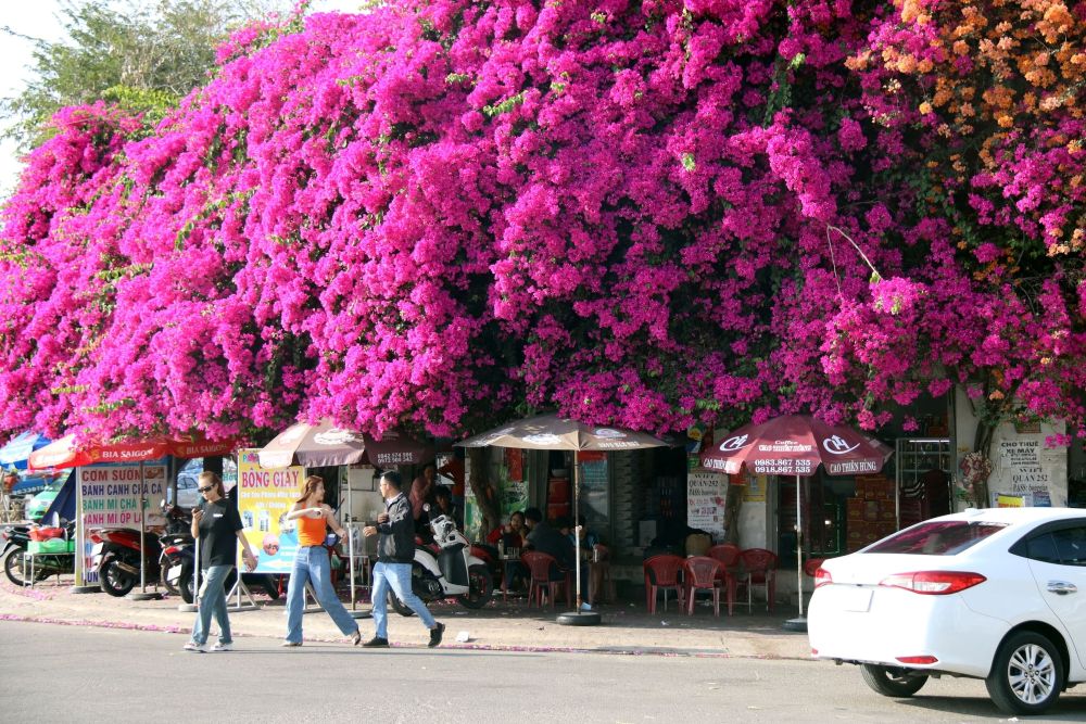 check-in hoa giấy cảng phan thiết